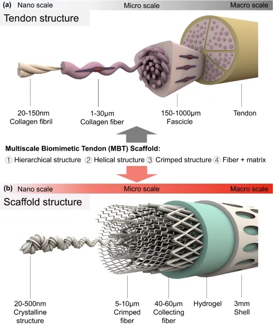 3D打印多尺度仿生支架用于肌腱再生
