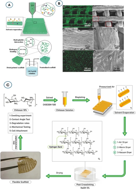 综述：3D生物打印多糖水凝胶的最新进展