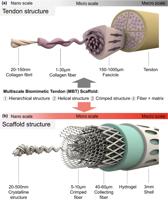 《AFM》：3D打印多尺度仿生支架用于肌腱再生