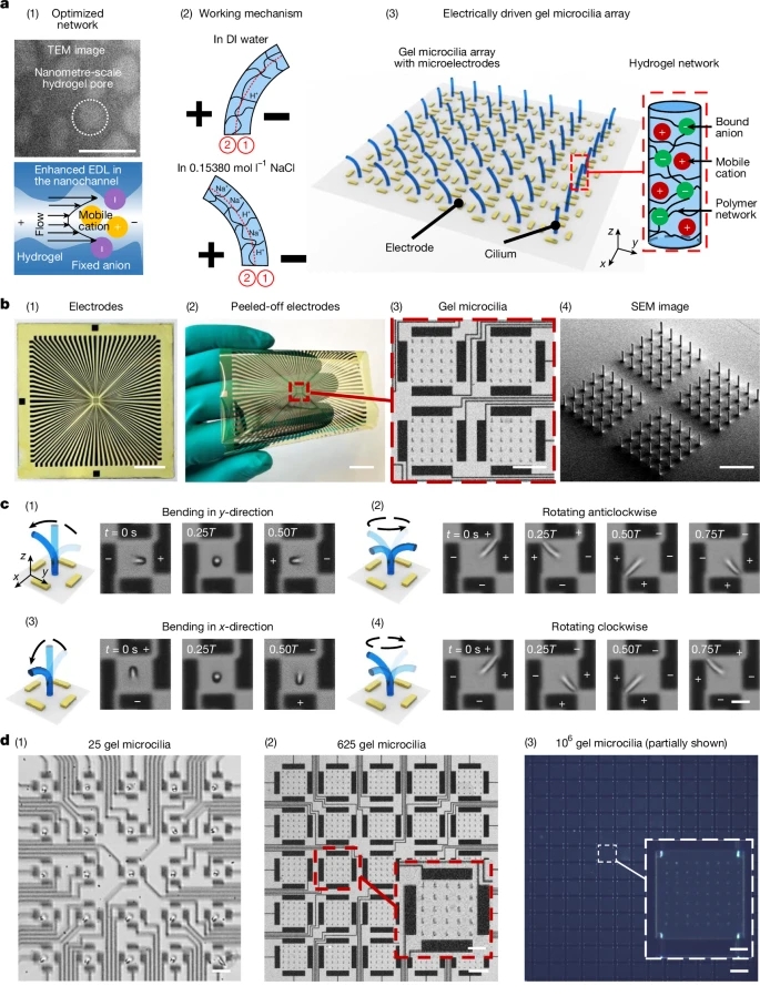 2026年首篇3D打印《Nature》论文，双光子3D打印微米级水凝胶纤毛