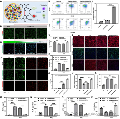  水凝胶生物墨水的抗氧化与抗炎能力分析
