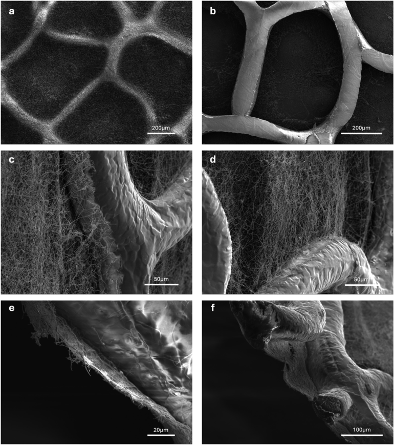 扫描电子显微镜（SEM）图像显示电纺纳米纤维与3D打印的Voronoi支架实现了整合