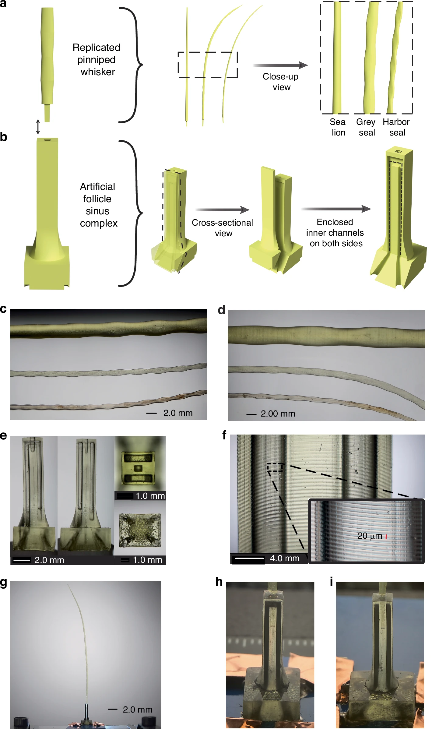 科学家利用生物制造纤维（BMF）3D打印海豹胡须，使其在猎物消失后仍能长时间追踪
