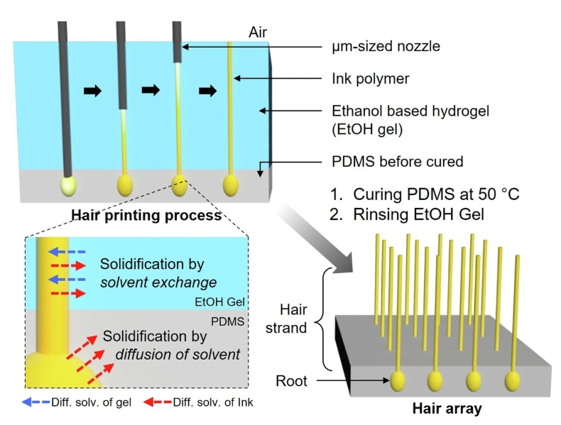 Nature 子刊：研究人员通过3DPX技术打印微米级毛发