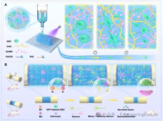 生物3D打印类神经组织通过增强神经干细胞机械转导加速功能化神经网络再生