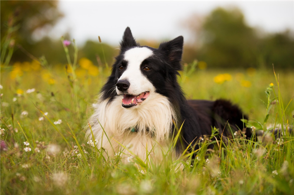 实现跨物种交流！AI人宠语言翻译软件大火：可检测宠物犬12种情绪