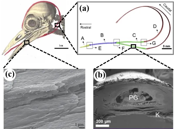 西交大王玲团队：高吸能仿生3D打印抗冲击结构