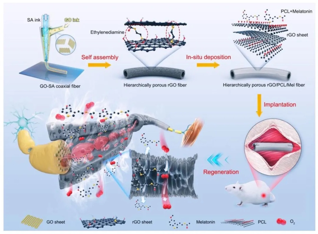 3D同轴打印还原氧化石墨烯气凝胶基生物相容性纤维用于周围神经再生