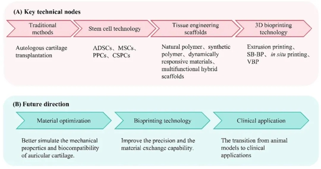 干细胞与3D打印支架协同修复耳廓