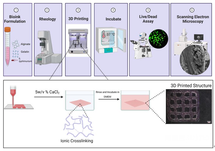 FAMU-FSU工程学院化学与生物医学工程系教授团队，采用挤出式生物打印技术，发表人工细菌