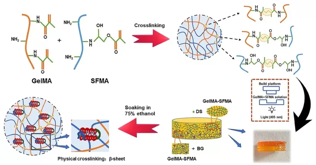 3D打印β片层增强天然聚合物水凝胶双层组织工程支架的制备与性能研究