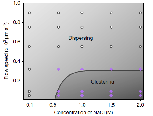 理论相图和实验结果表明，不同浓度的NaCl和流速对二氧化硅（SiO2）颗粒聚集的影响