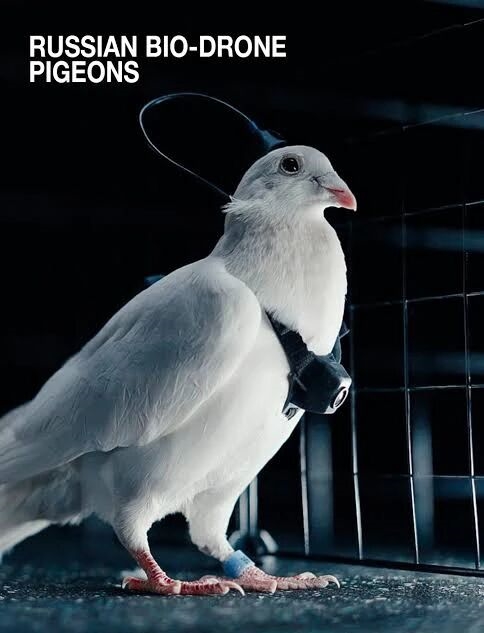 普通鸽子就能改造成生物无人机 这家俄罗斯公司对鸽子下手了
