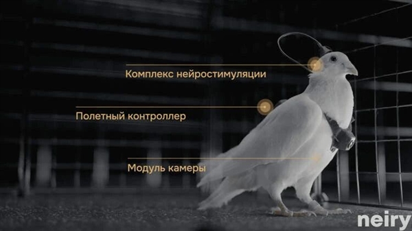 普通鸽子就能改造成生物无人机 这家俄罗斯公司对鸽子下手了