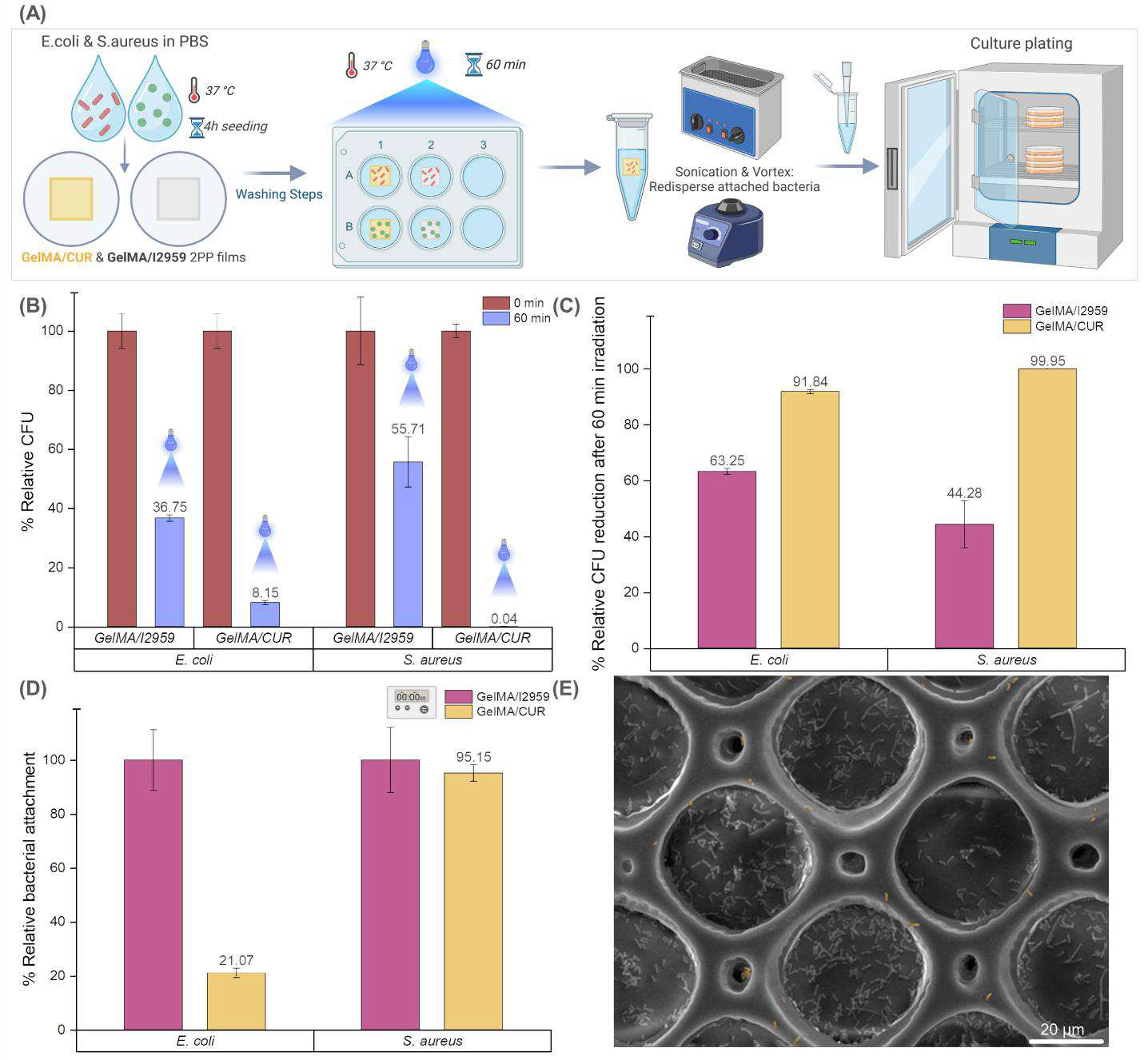 GelMA/姜黄素薄膜在蓝光LED照射下的抗菌性能,显示金黄色葡萄球菌和大肠杆菌的菌落形成单位减少 GelMA/姜黄素薄膜在蓝光LED照射下的抗菌性能,显示金黄色葡萄球菌和大肠杆菌的菌落形成单位减少