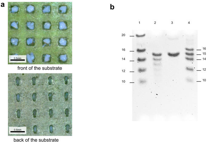 用于底物功能评价的DNA合成 用于底物功能评价的DNA合成