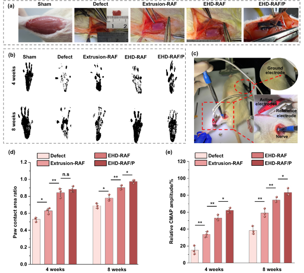 西安交通大学开发生物3D打印肌肉，使其细胞能够像在人体内一样排列有序
