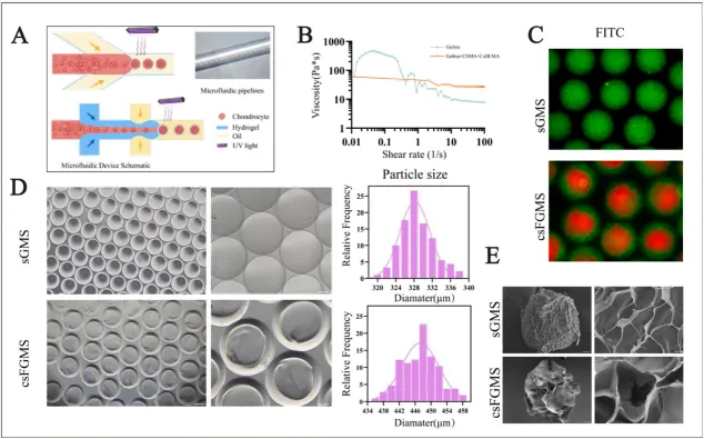 基于GelMA与HAMA的软骨微球的制备与表征