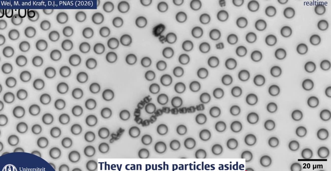 荷兰莱顿大学研发3D打印微型机器人，可像生物体一样游泳和移动无需传感器