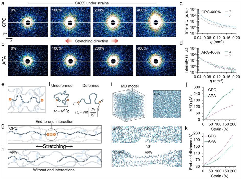 链端约束诱导弹性体增韧机制 链端约束诱导弹性体增韧机制