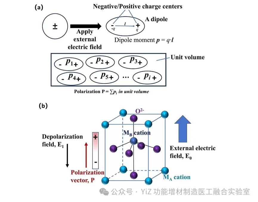 电介质极化基本原理（a）偶极子与极化理论模型；（b）外电场诱导钙钛矿型晶胞内部离子偏移形成内部极化