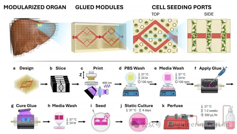 像玩乐高一样造器官？新型模块化3D打印水凝胶，让大型组织“活”起来