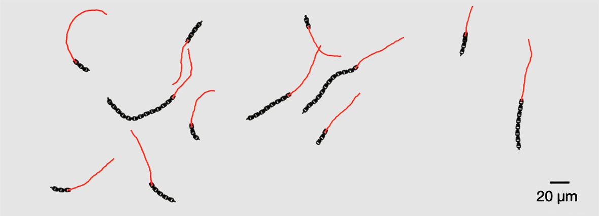 莱顿大学开发出无需传感器微型机器人，能像活体一样移动