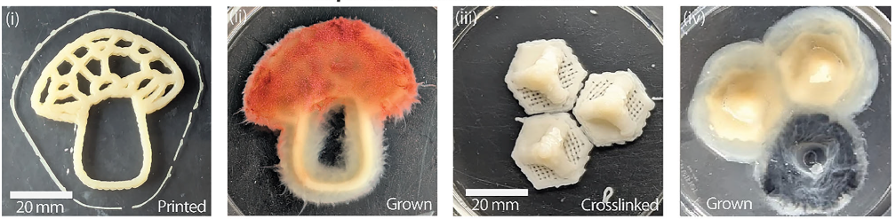 代尔夫特理工大学研究人员利用生长驱动功能化技术，3D打印活菌丝材料