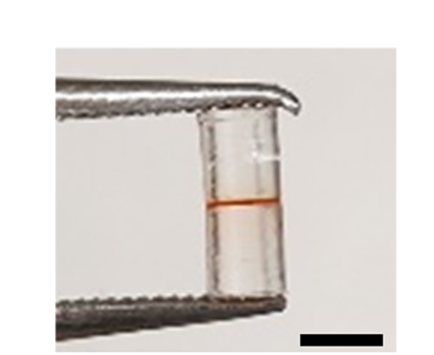 具有透明 BEDMA 和红色光响应 DR1A/BEDMA 区域的多材料样品