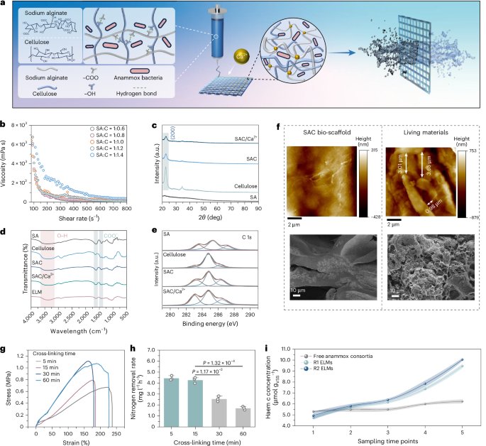 10天启动、100%脱氮：3D打印水凝胶登上Nature大子刊