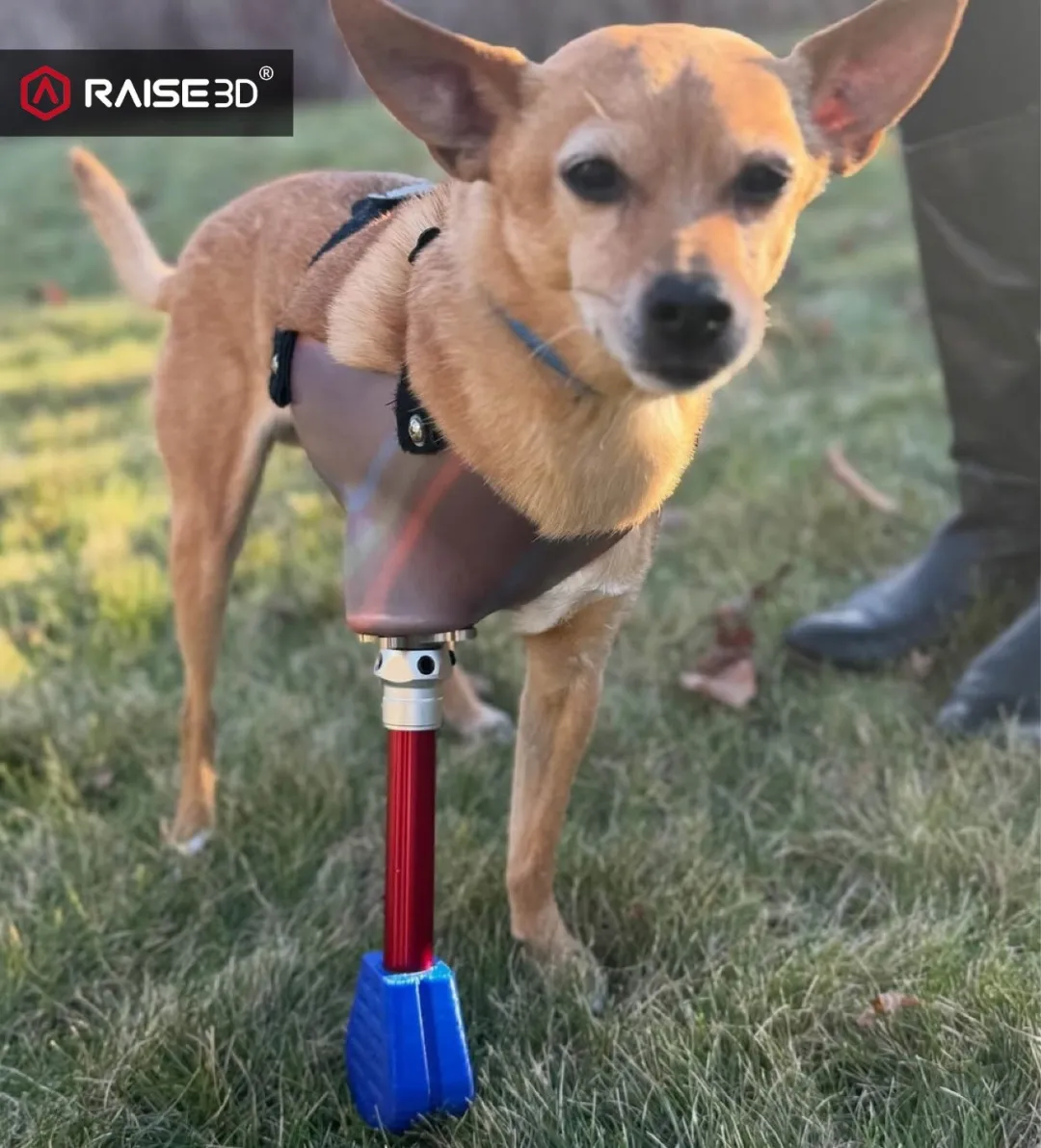 Bionic Pets携手 Raise3D E3 高效制造定制假肢与矫形器，助力动物重获行动力